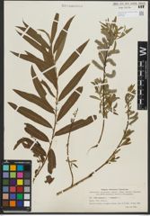 Foto von Salix purpurea L. x Salix viminalis L.